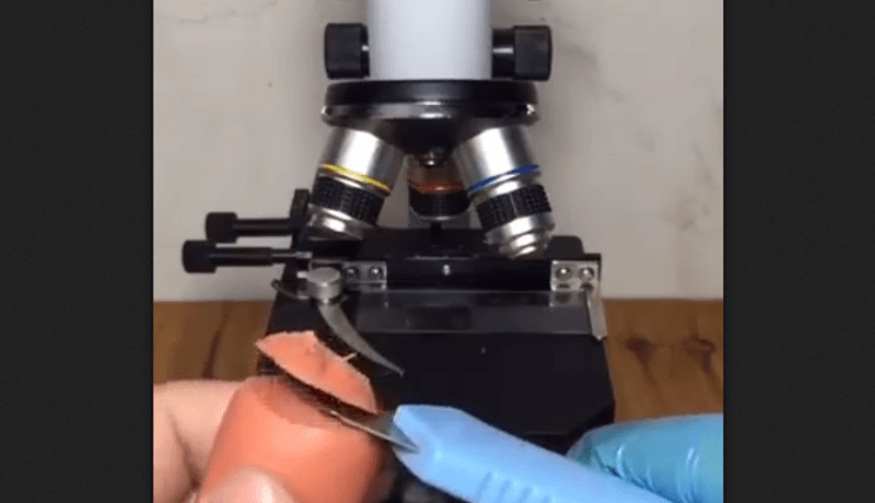 Parówka pod mikroskopem